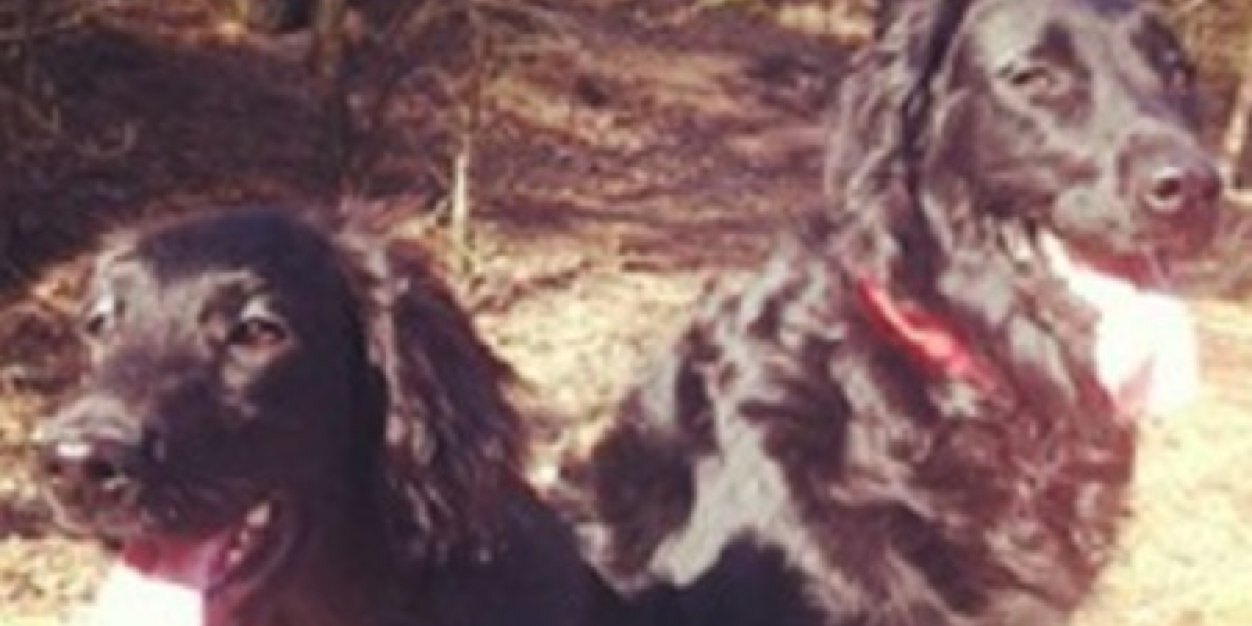 FOLOVincentvdh_'s profile banner image