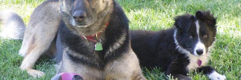 k9queen14's profile banner image