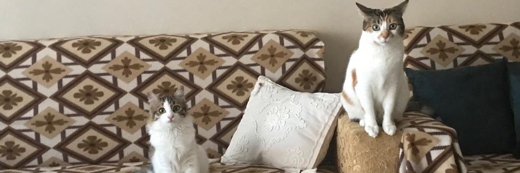 aysunyi's profile banner image