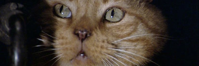 SetiCats's profile banner image