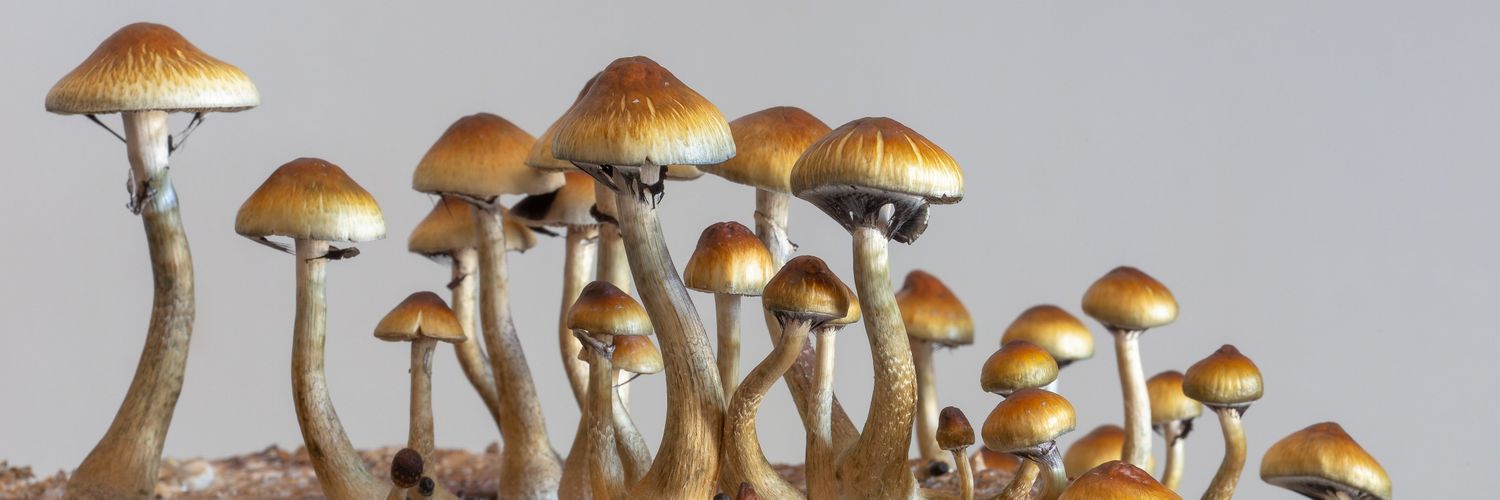 allpulp.nofiction banner