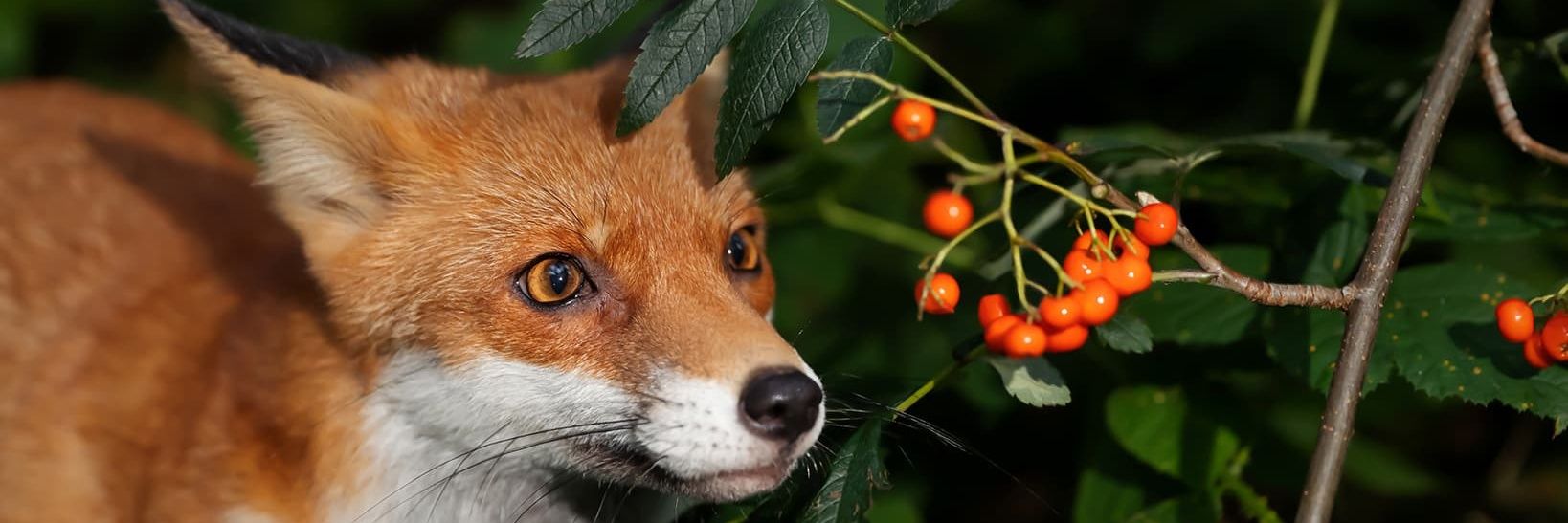 PullaRun 🟠🏃🇫🇮 banner