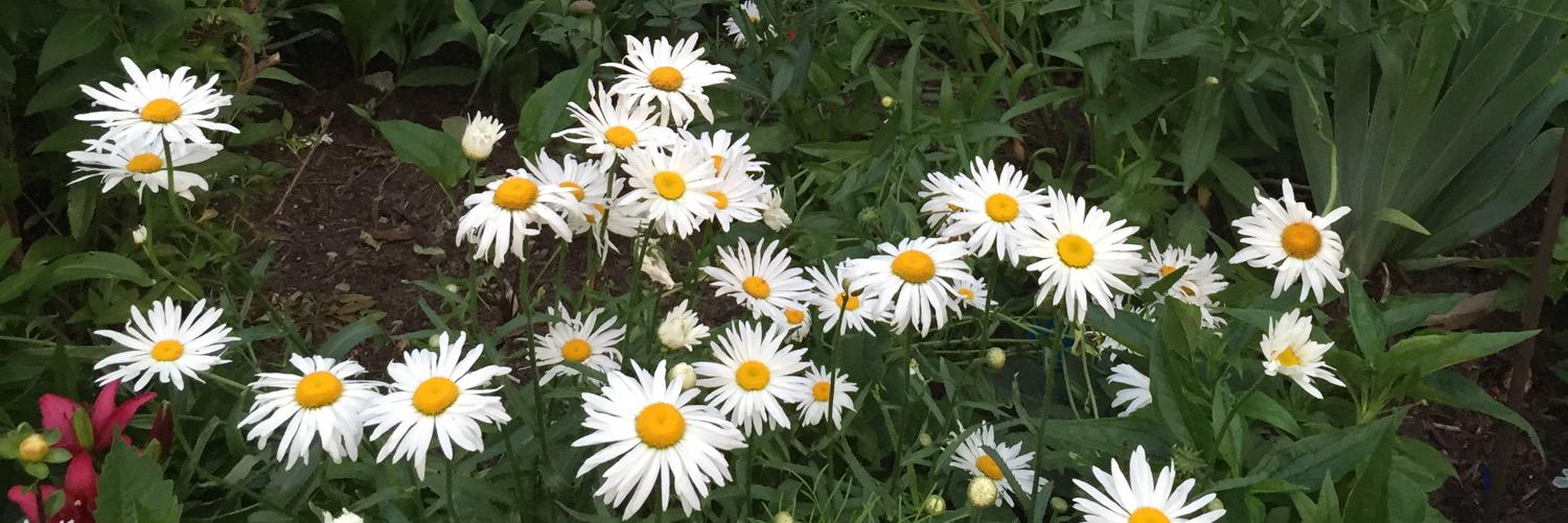 MrsFrenchi's profile banner image