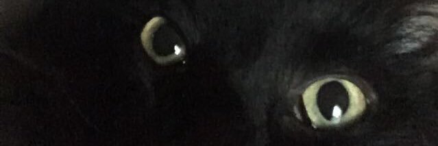eroticalpaca's profile banner image