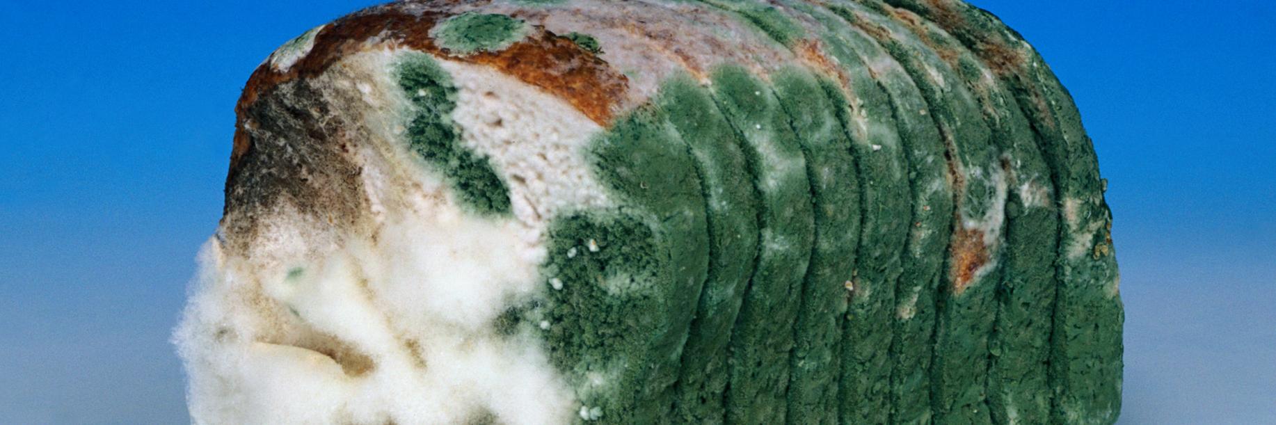 loaferticus's profile banner image
