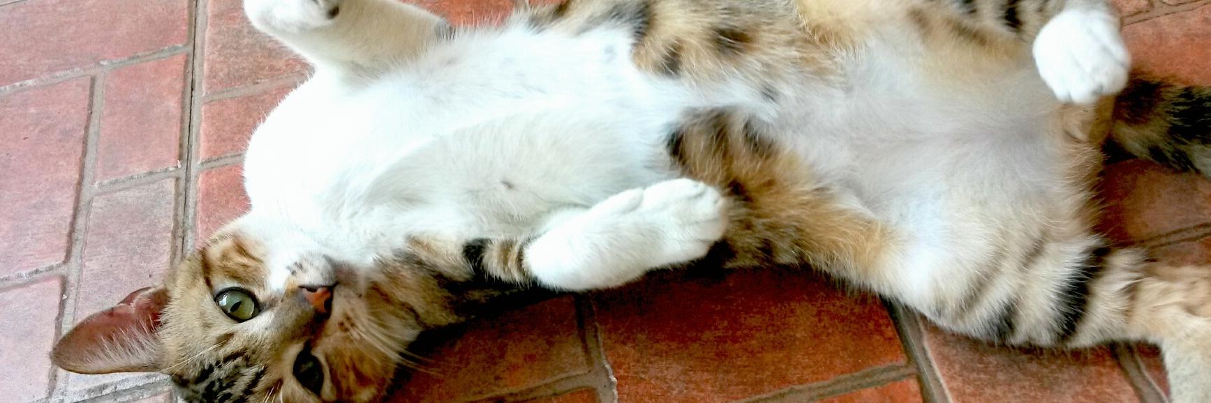 randomfunnycat's profile banner image