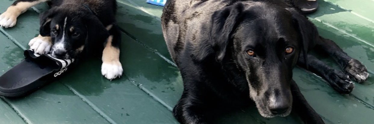 Dani McLaughlin banner