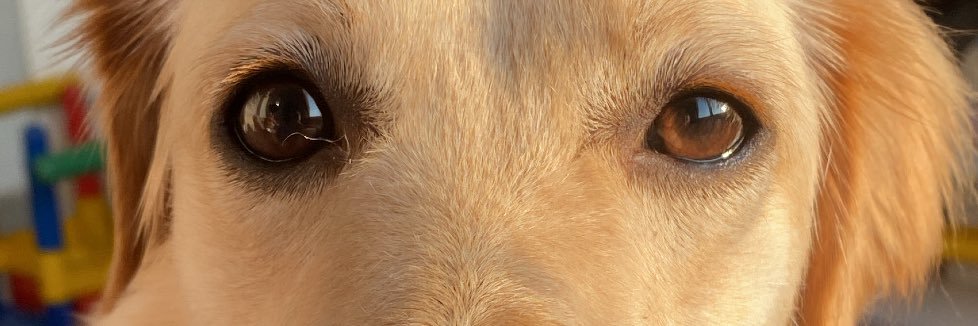 AnandaDonini's profile banner image