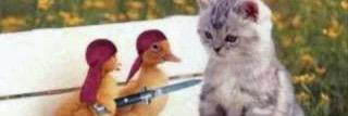 judgementduck's profile banner image
