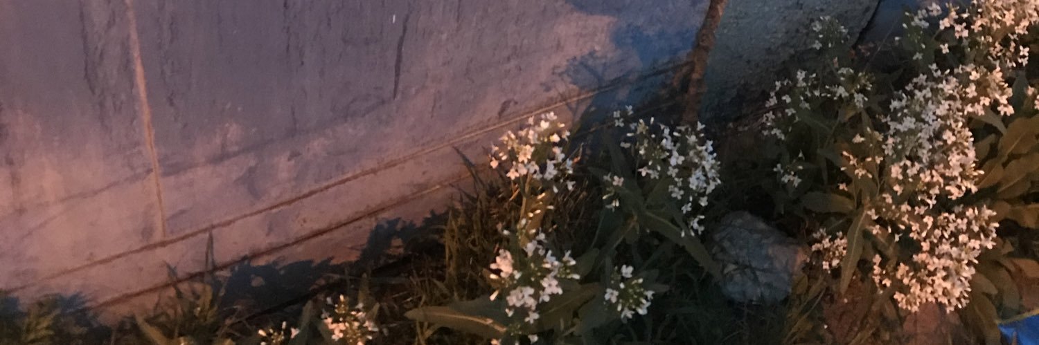 algidite's profile banner image
