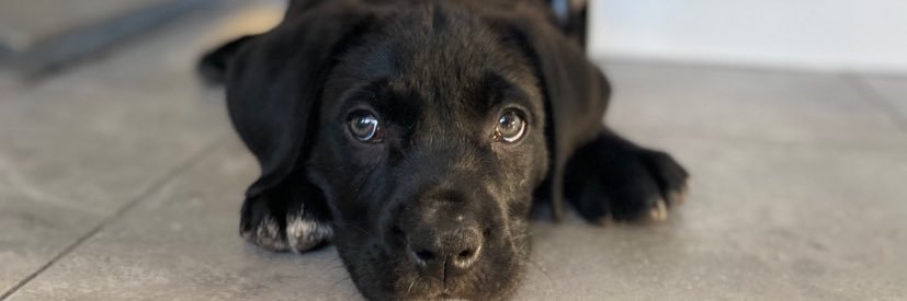 T banner