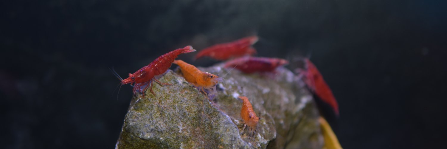 AbsolutelyFish's profile banner image