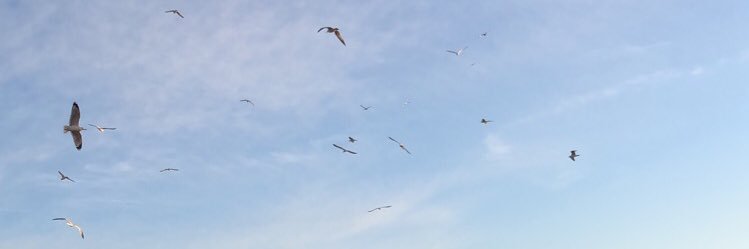ReneeZapinski's profile banner image