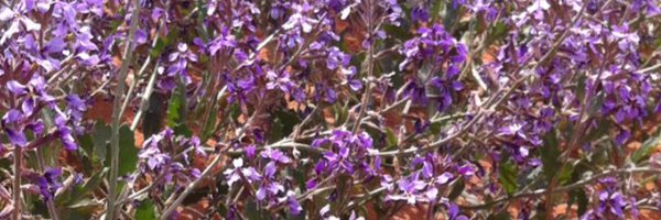 hmoooh Profile Banner