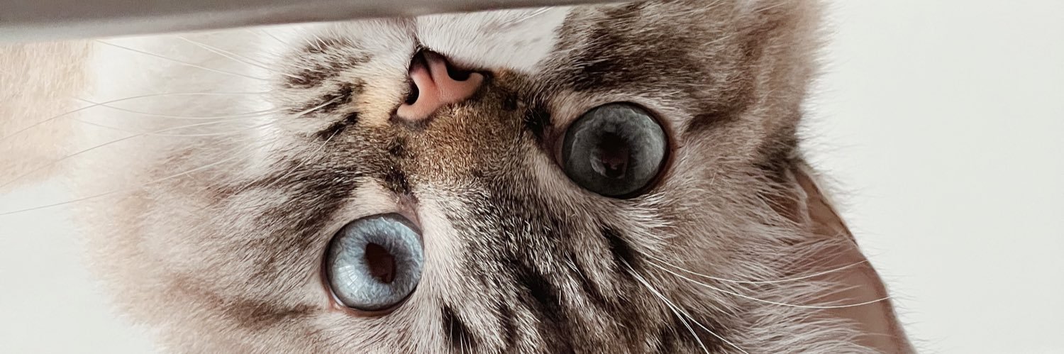 FERNANDASESIN's profile banner image