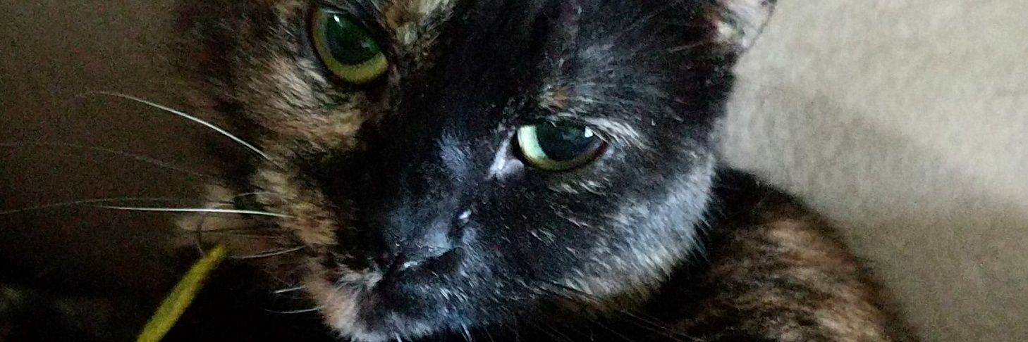 abbyynichole's profile banner image