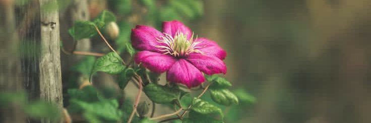 𝐅𝐚𝐭𝐢𝐦𝐚 banner