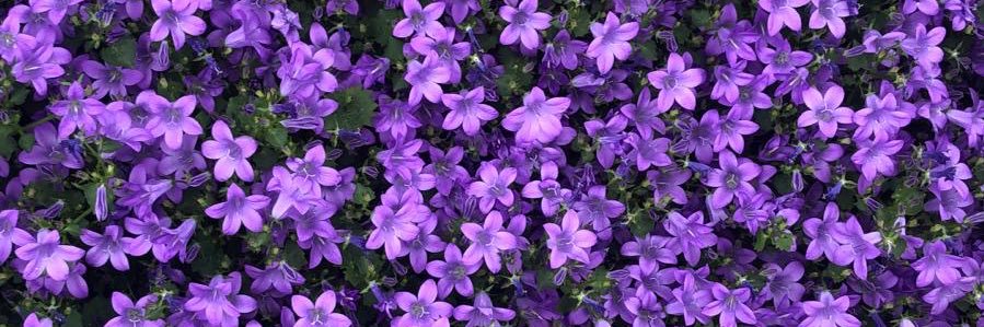 Violette banner