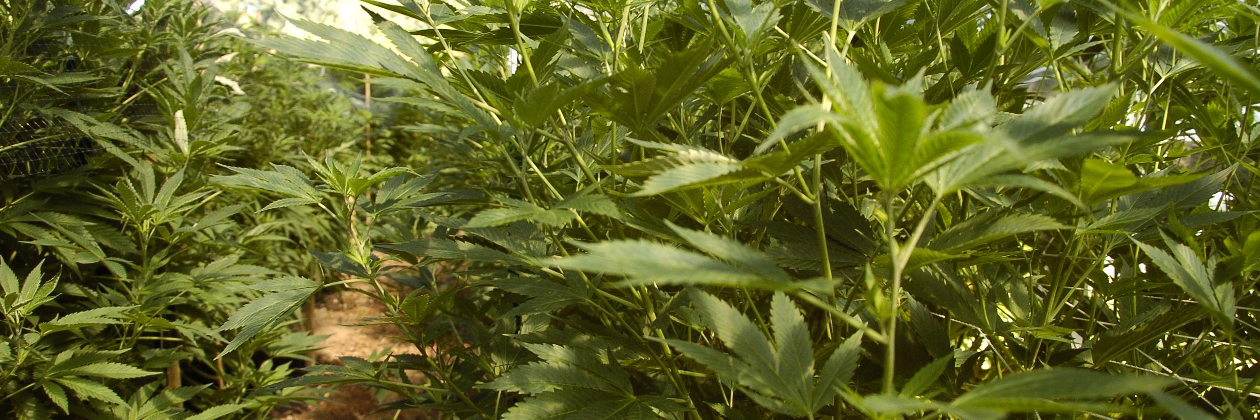 cannabisrecord's profile banner image