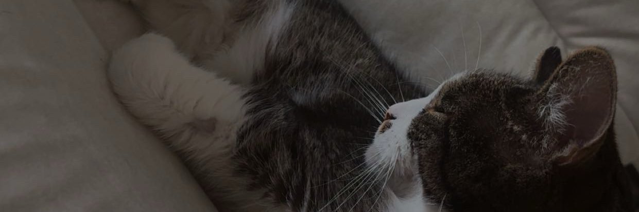 Celine banner