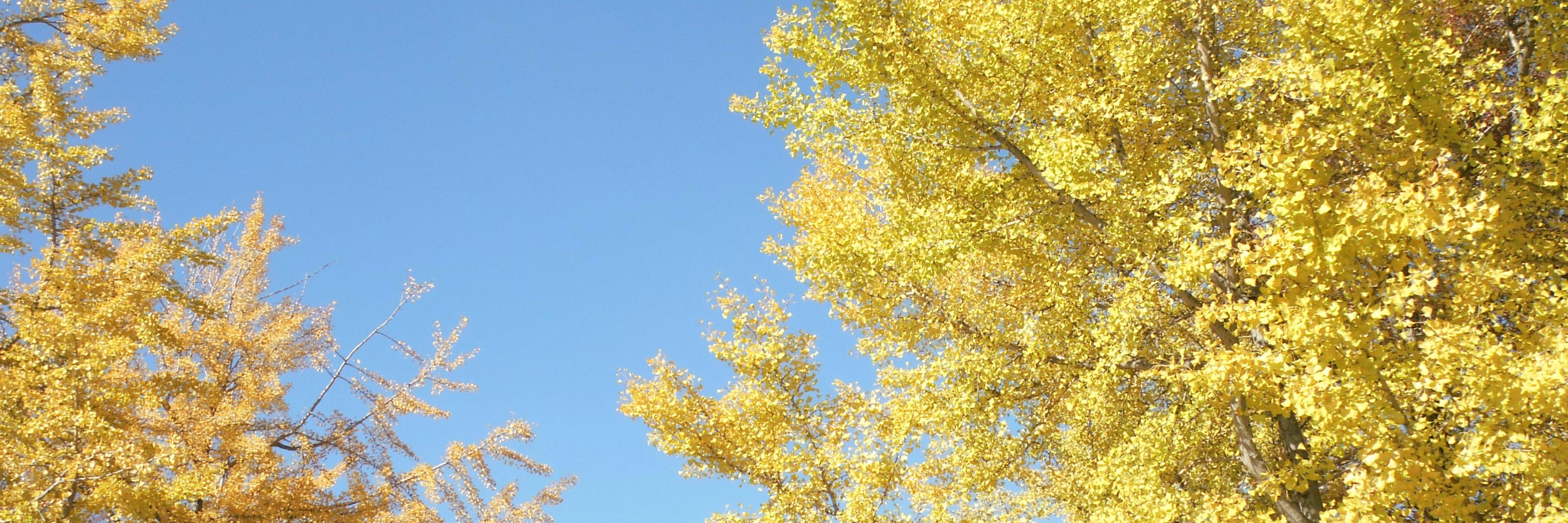 Ad3142Hu's profile banner image