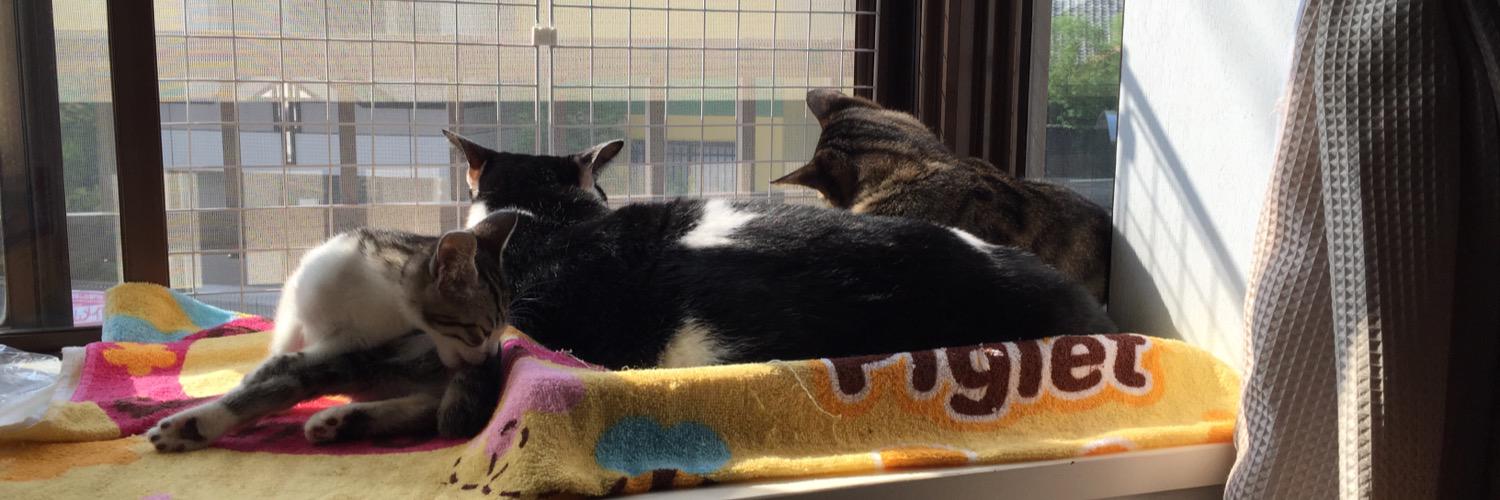 ジス🐈 banner