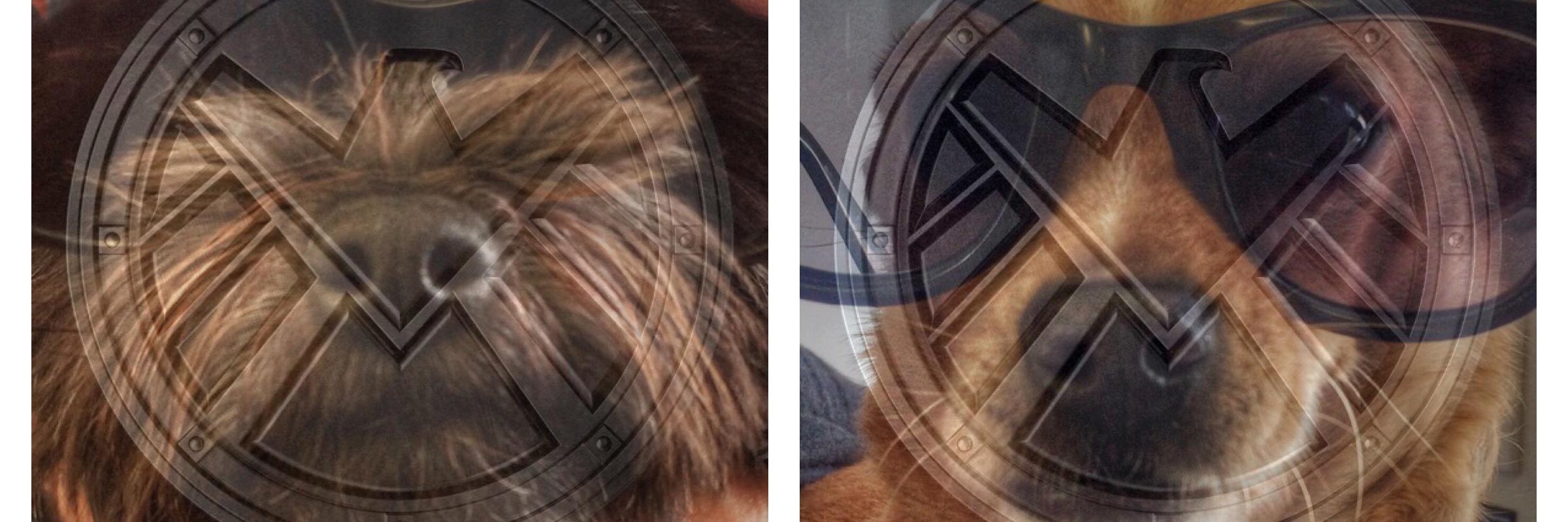 DogsOfShield1's profile banner image
