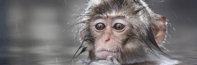 monkeyanimalsbl's profile banner image