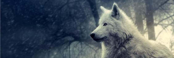znw_FF's profile banner image