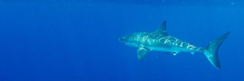 sharkreports's profile banner image