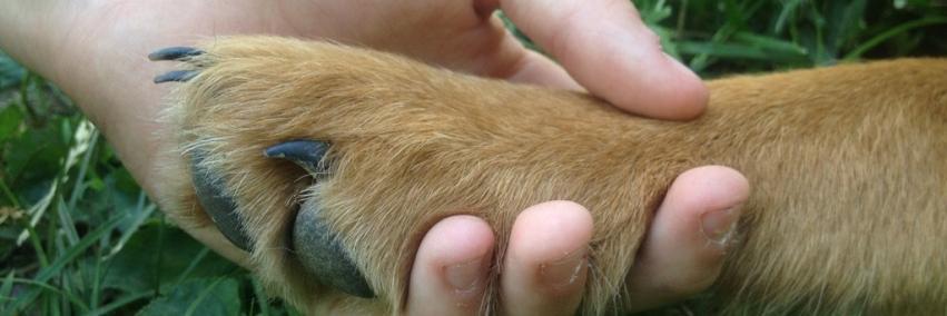 PetConnectionKS's profile banner image