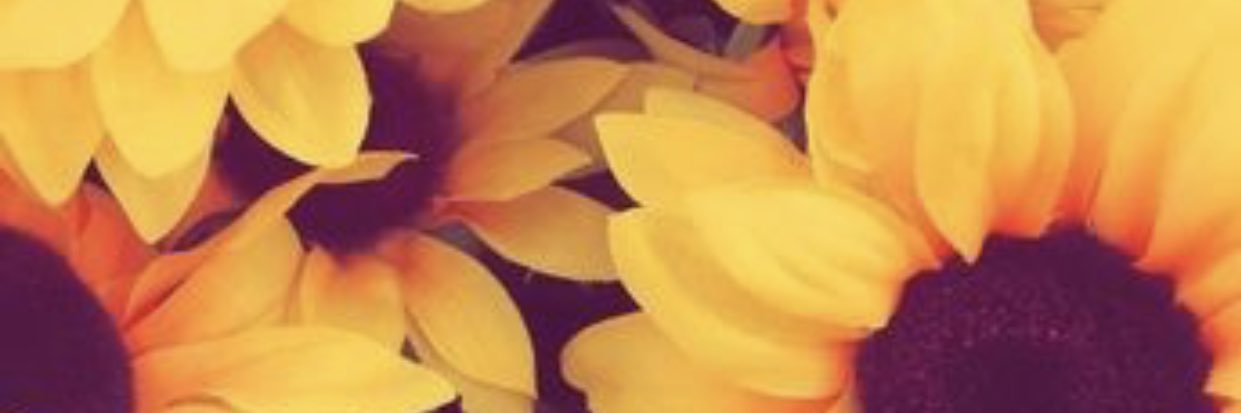 pilli_willi_'s profile banner image