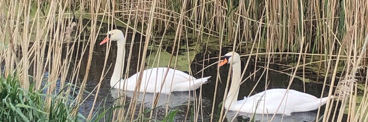 PSW 💙💙💙 banner