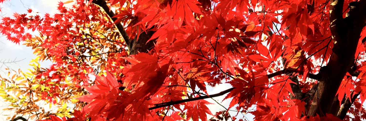 Rote135's profile banner image