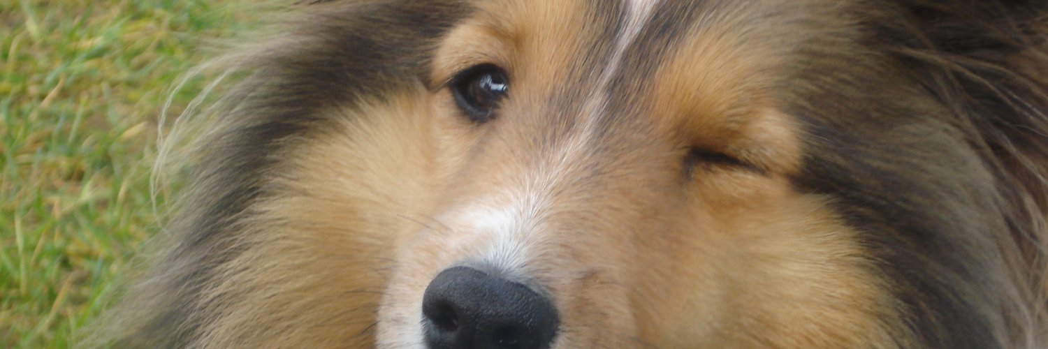 marimoooti's profile banner image