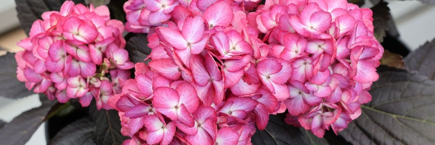 JadedHydrangea's profile banner image