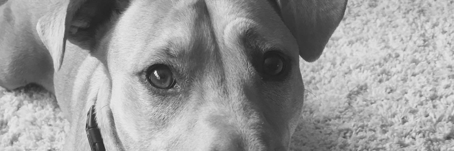 Niagara Dog Rescue banner