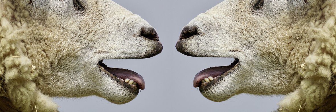 lambstmusic's profile banner image