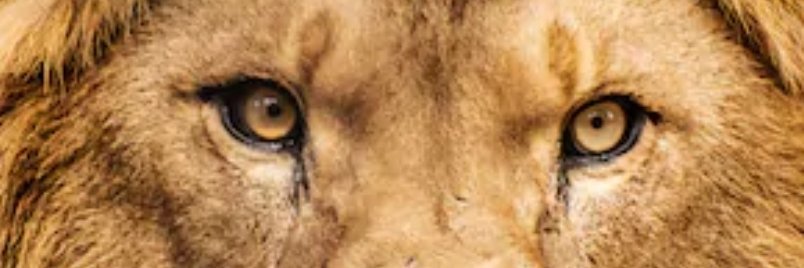 chaser_davis's profile banner image