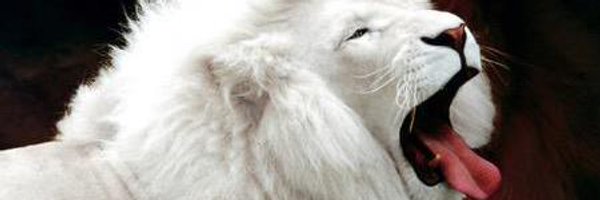 PrimalAwakening Profile Banner