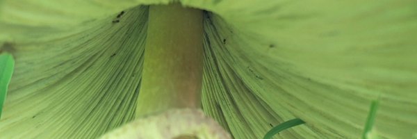 HowTweetheBrave Profile Banner