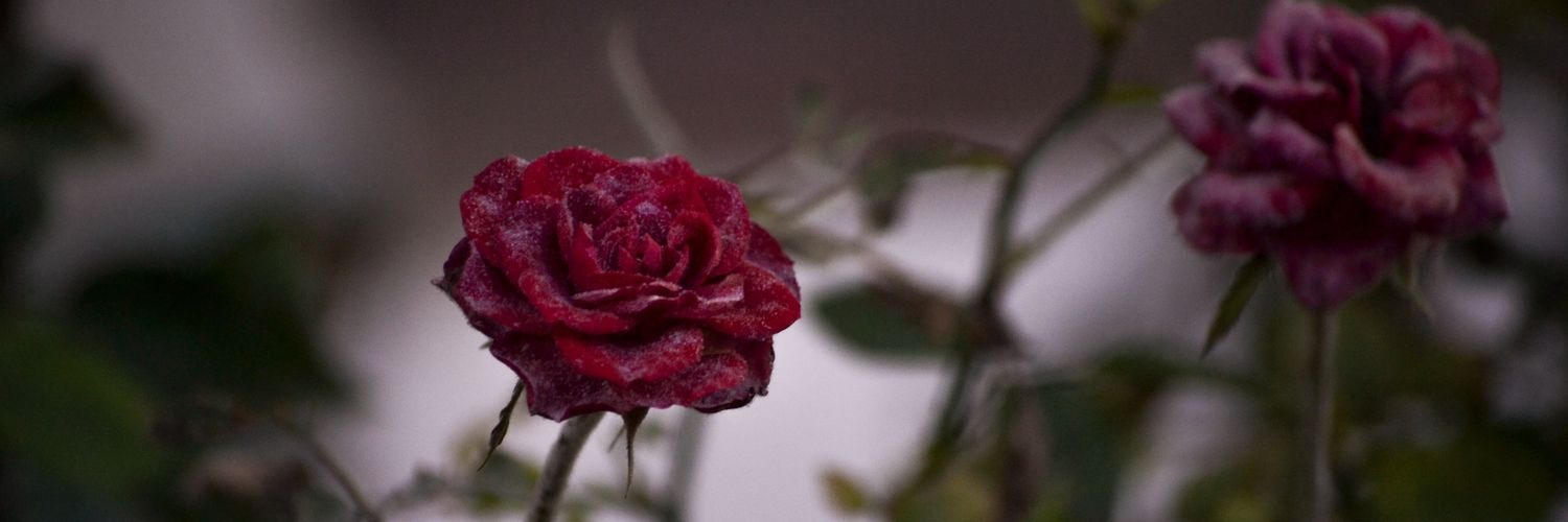 Laura_RP_'s profile banner image