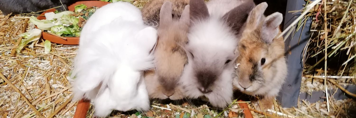 Doreen u Findus😺 banner