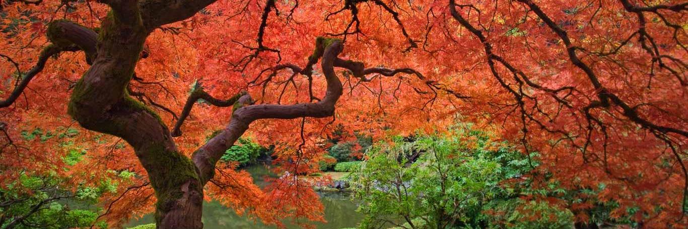 Maple Leaf (@MapleConnect) / Posts / X
