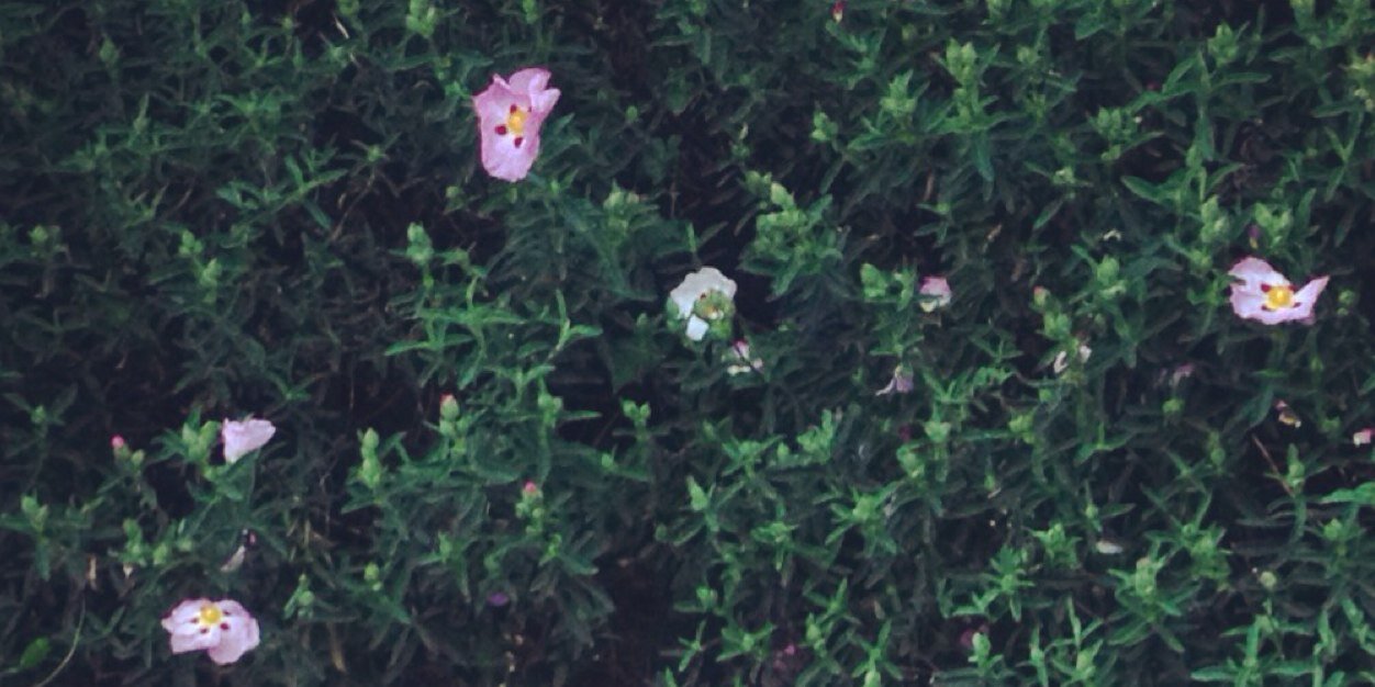 Athally_'s profile banner image