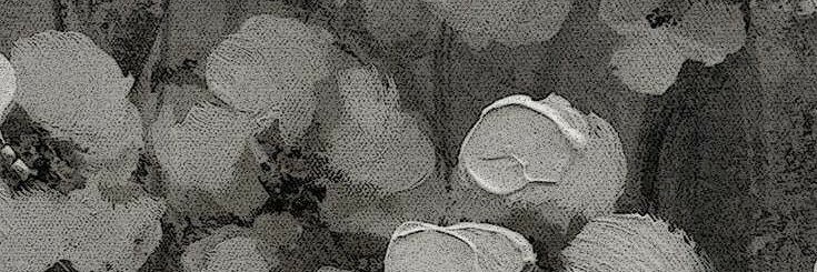ayanochi025's profile banner image