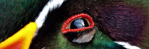 MacDuncan6's profile banner image