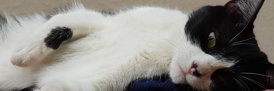 iaratodoroff_'s profile banner image