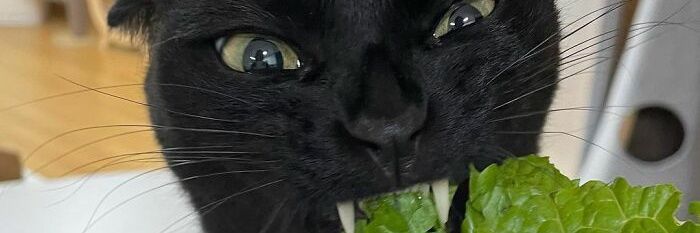 __teyah's profile banner image