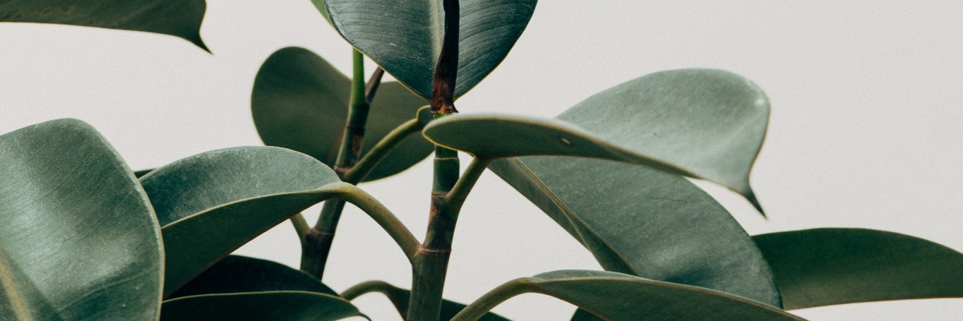 cafe_venti's profile banner image